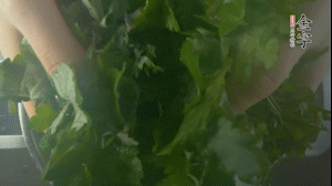 【面皮】1.鍋中水開時，放挑揀好的艾草和一撮小蘇打，第一遍煮開后倒掉，重新加水大火煮開后，小火煮1小時。煮爛的艾草用紗布瀝干。